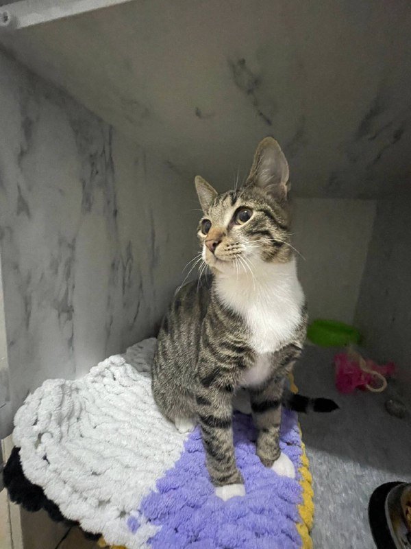 Котёнок Оливер ищет дом 2