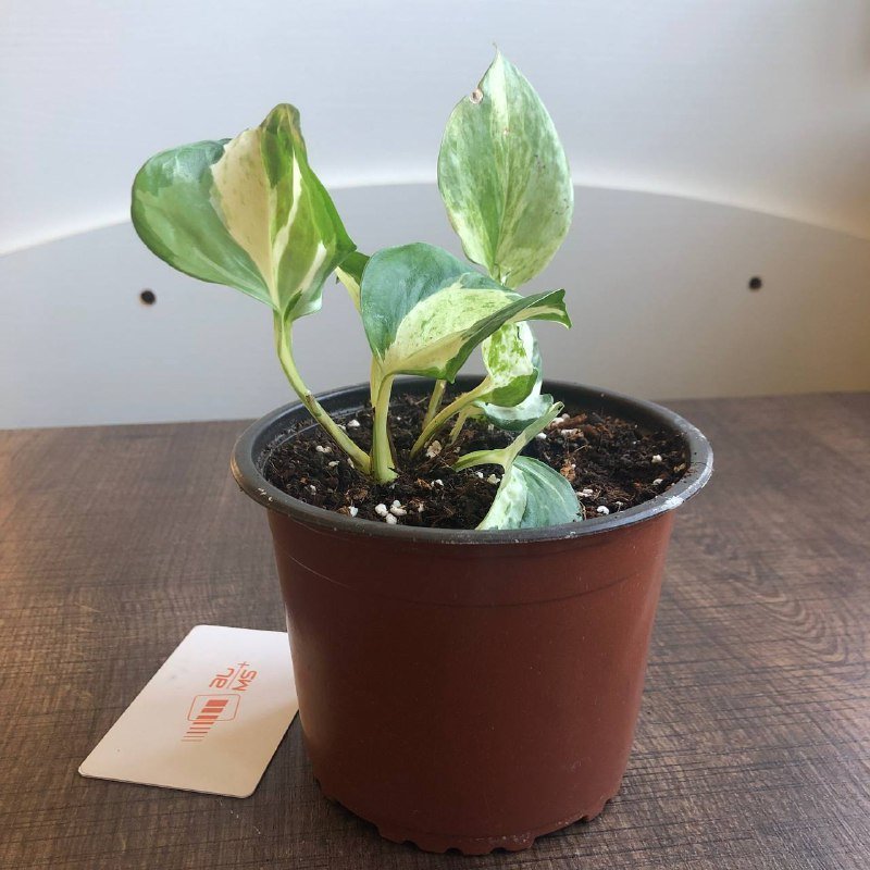 Хлорофитум, Сциндапсус, Каланхое, Каллизия, Ледебурия цветы в горшках 7