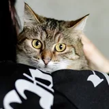 Кошка Асуми 3