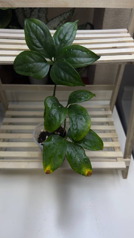Collection of Philodendron and other plants 5