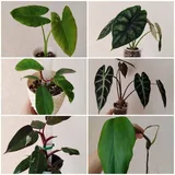 Комнатные растения 6