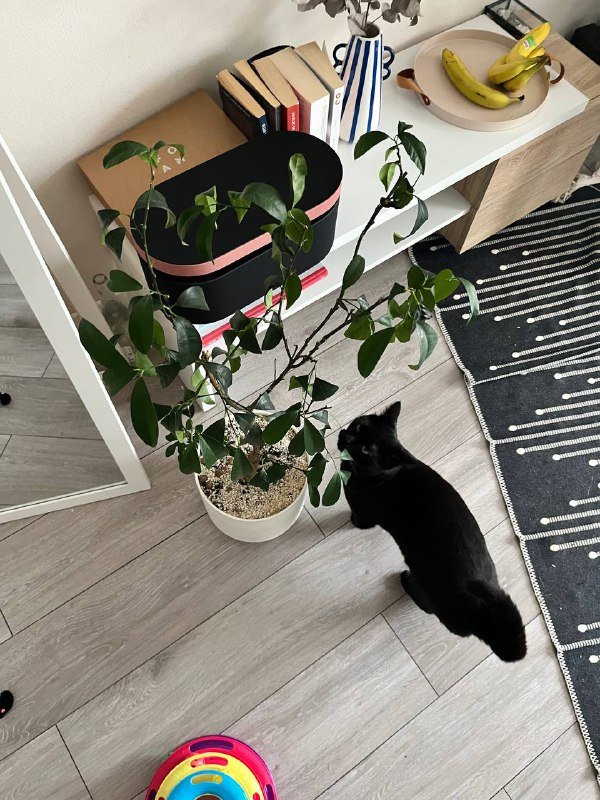 Кумкват в керамическом горшке, Фикус в керамике 2