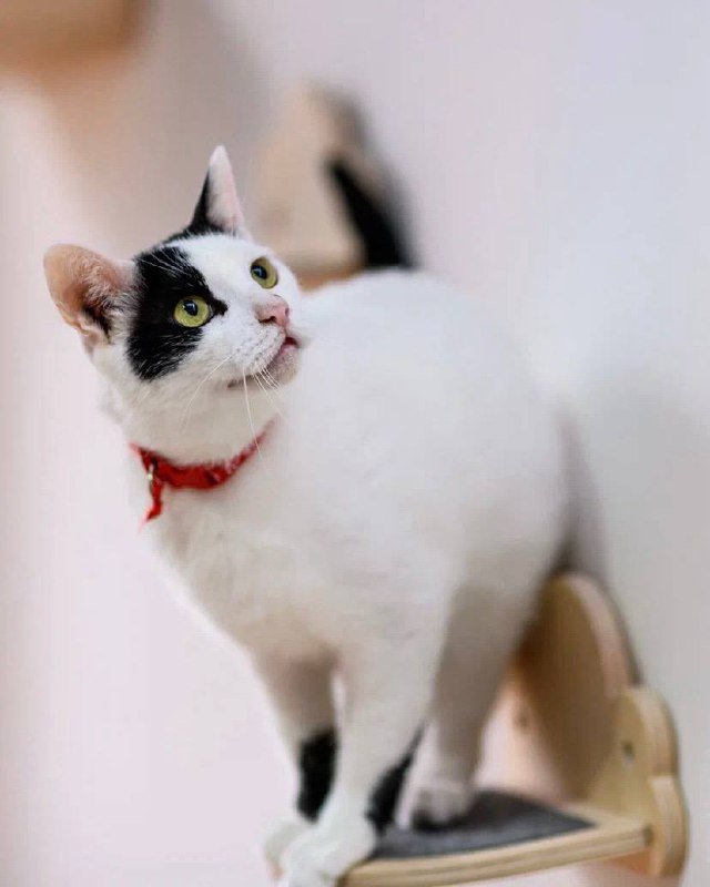 Кот Дзен ищет дом 2