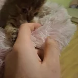 Котёнок с домиком и когтеточкой 2