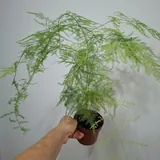 Комнатные растения, монстера, диффенбахия, фикус, суккуленты 6