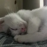 Котёнок-девочка 4