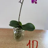 Орхидеи 5