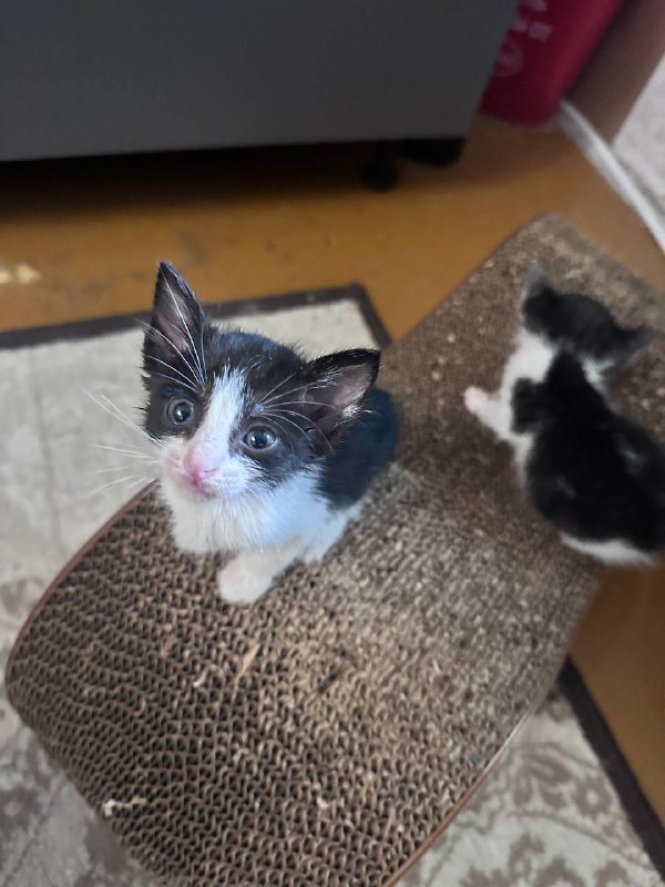 Котята черно-белые взрослые для дома 7