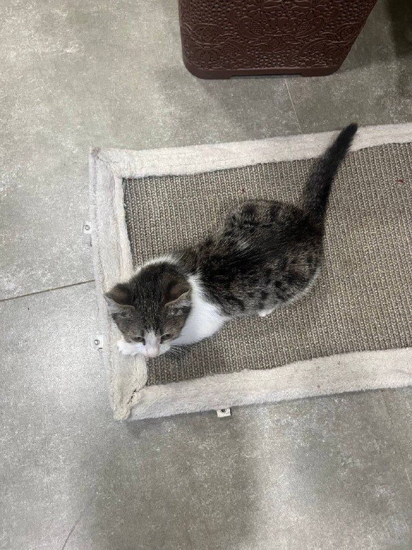 Котёнок Муши ищет дом 4