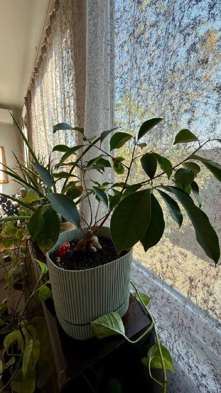 Растения, Манстера большая 5