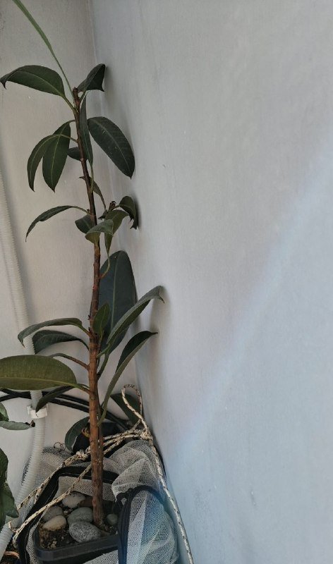 Фикус, Традесканция