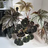 Бегония Грифон, Бегония Mazae Nigricans, Филодендрон scandens brasil 1