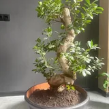Комнатный бонсай 1