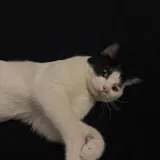 Кот ищет дом 4