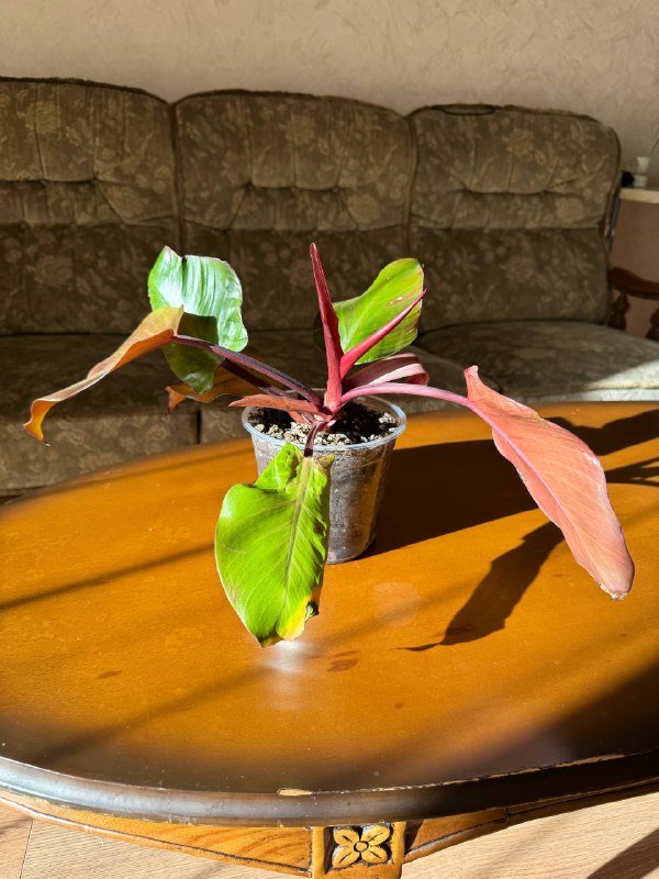 Графический планшет Wacom Intuos Pro M 5