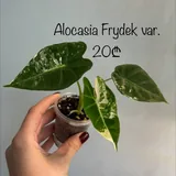 Фікуси, монстера, пеперомії, бегонія, антуріум, філодендрон, алоказія, хойя 4
