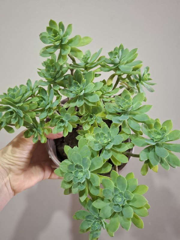 Фикус эластика, пеперомия, портулак, традесканции, шеффлера, седум пальмери 9