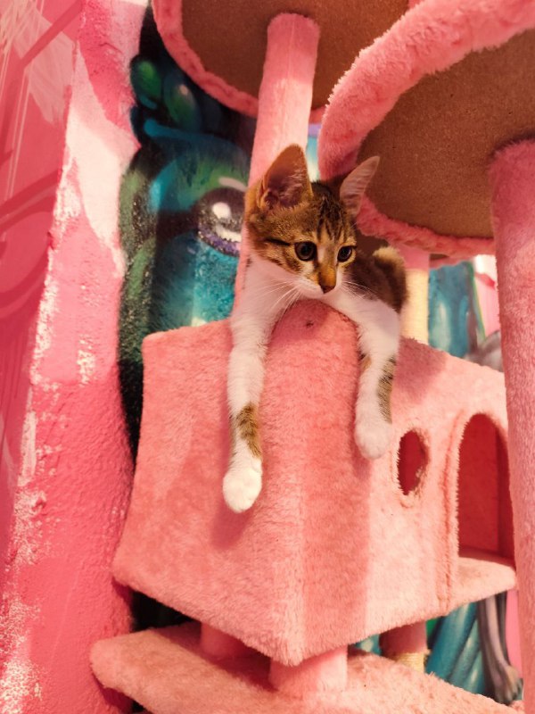 Котята Твиши и Киси 5