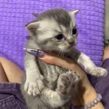 Шотландские котята 4