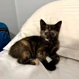 Котенок 2