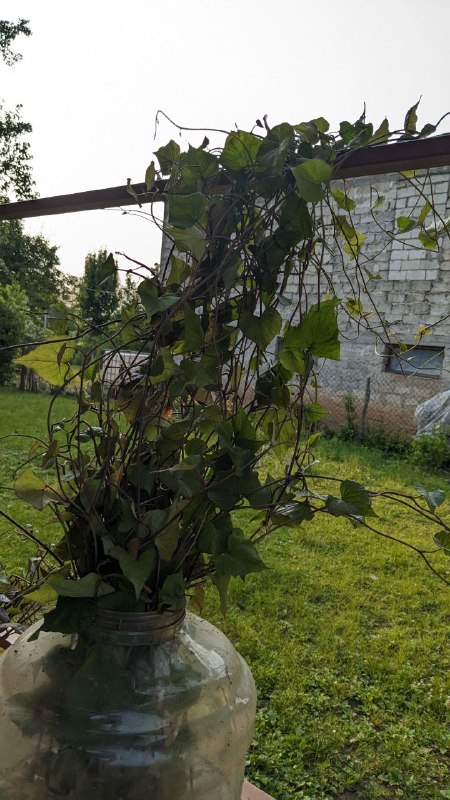 Рассада батата готовая к высадке 3