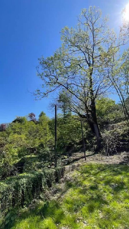 Участок 3000 м² с домом и садом в Ахалшени 2