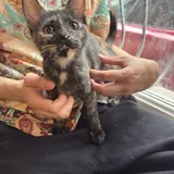 Котёнок 3