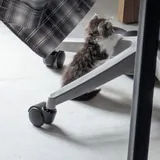 Котенок девочка 5
