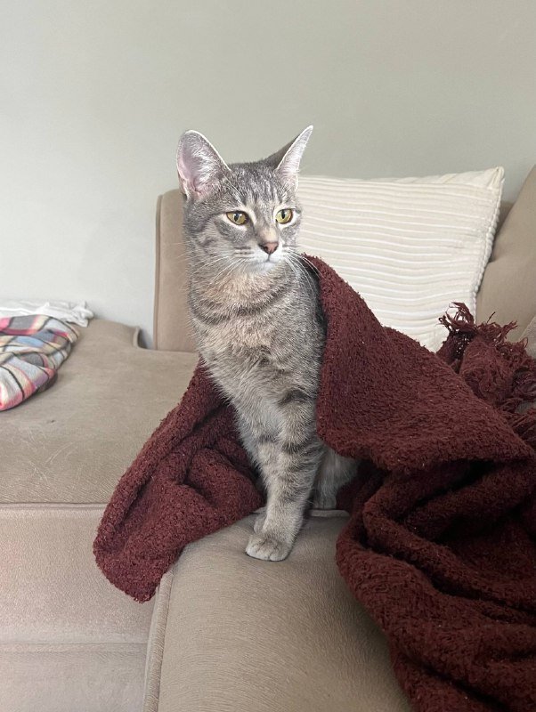 Серая кошка Соня ищет дом 2