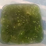 Декор для аквариума, водоросли 2