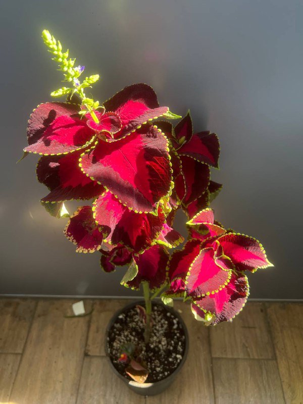 Комнатные растения: Пеперомия, Крассула, Колеус и другие 6