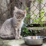 Кошечка Френни ищет передержку или семью 1