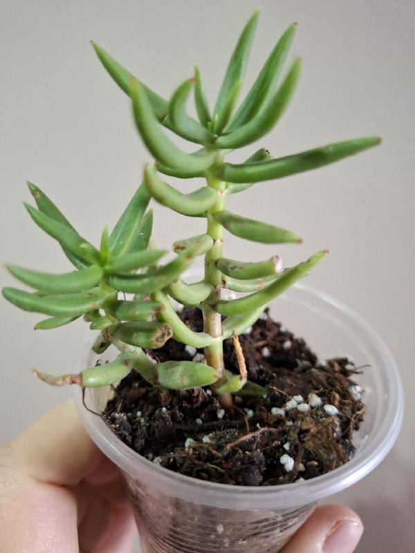 Рассада перцев, суккуленты, сингониум, эхеверия, алоэ, индийский лук 4