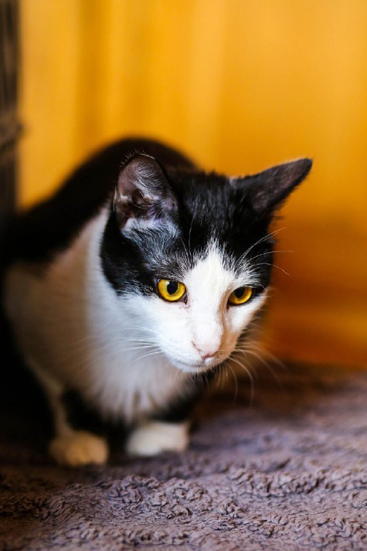 Коты Мамонт и Доминик для Adoption