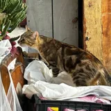 Кошечка Хлоя ищет дом 2