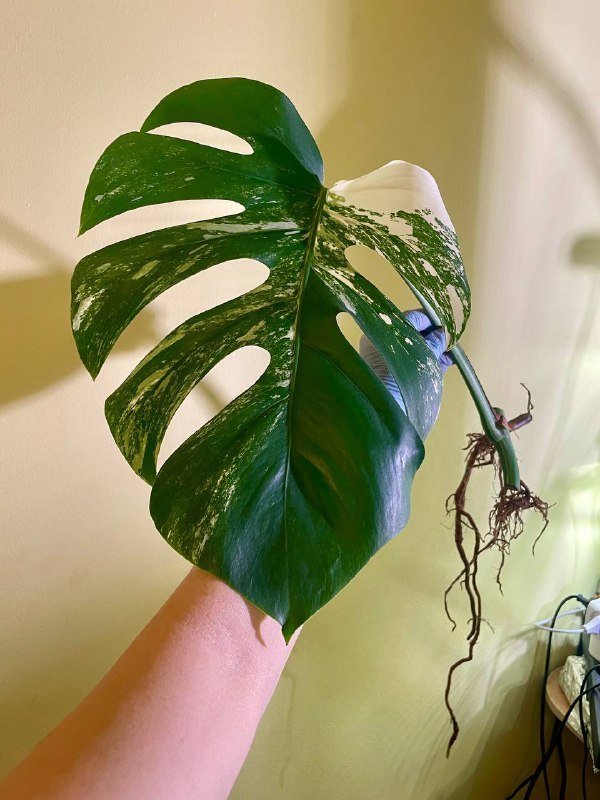 Черенок монстеры Альба с корнями 4