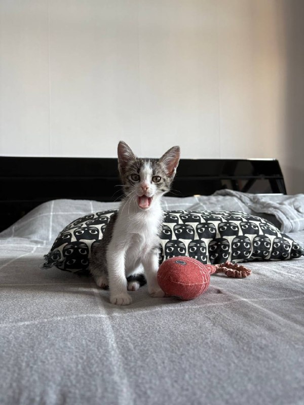 котенок Чупа для дома 3