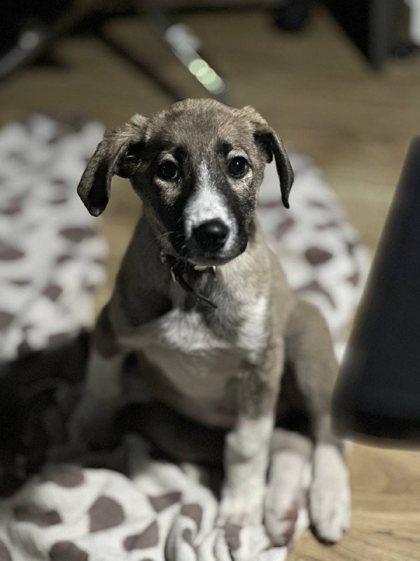 Собака Дора ищет дом