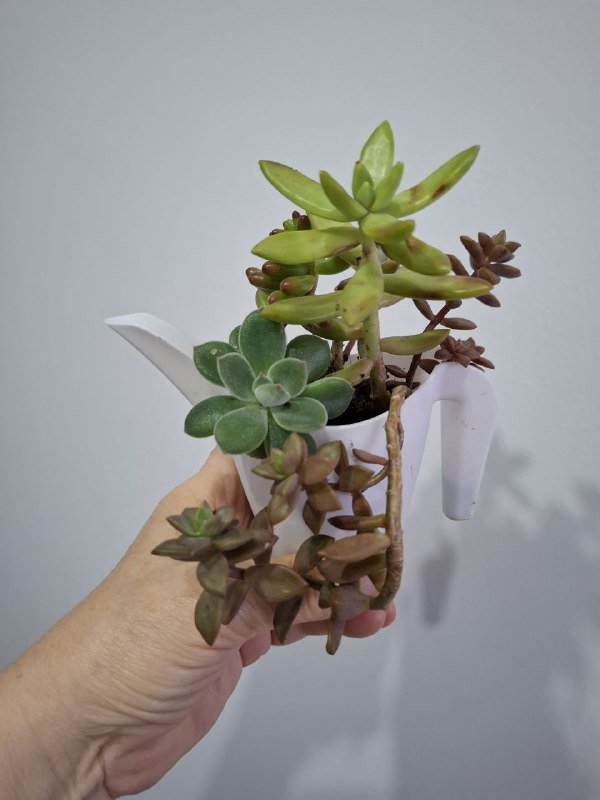 Цветы суккуленты, фикус, сингониум, строманта 6