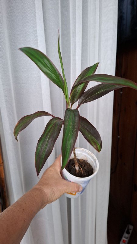 Строманты, Хлорофитум, Отросток монстеры, Молочай эуфорбия, Кампелия 6