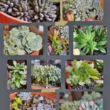 Комнатные и садовые растения 6
