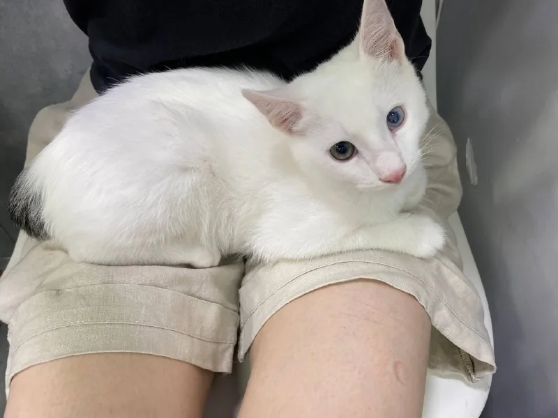 Котёнок Шмупсик 1