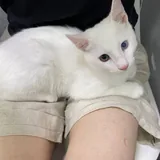 Котёнок Шмупсик 1