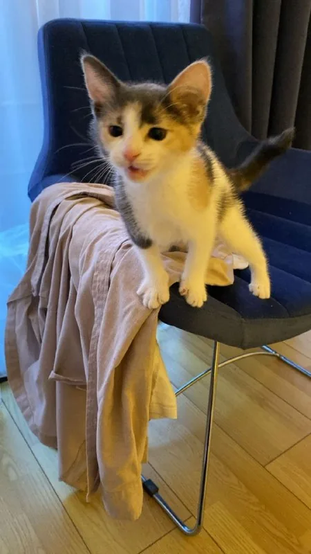 Котенок