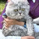 Cat Zezo 2