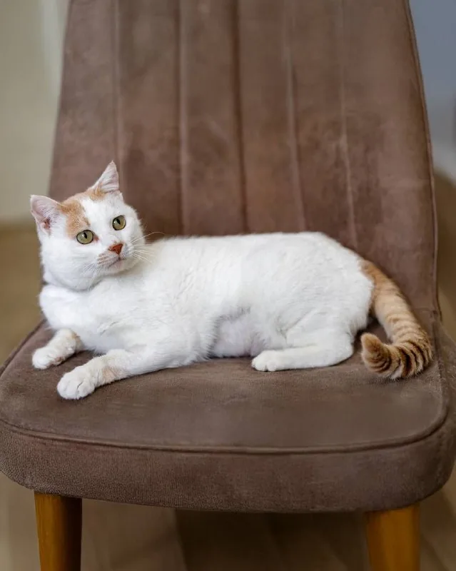 Кот Рокки 5