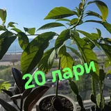 Цветы, герань, розы 4
