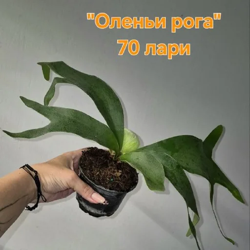 ოთახის მცენარეები