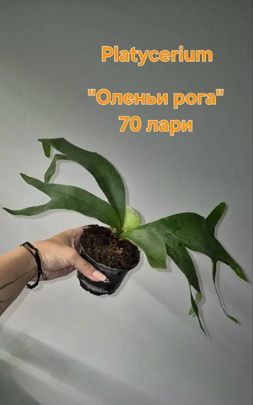 ოთახის მცენარეები 1