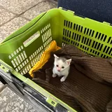 Котенок Лео 2
